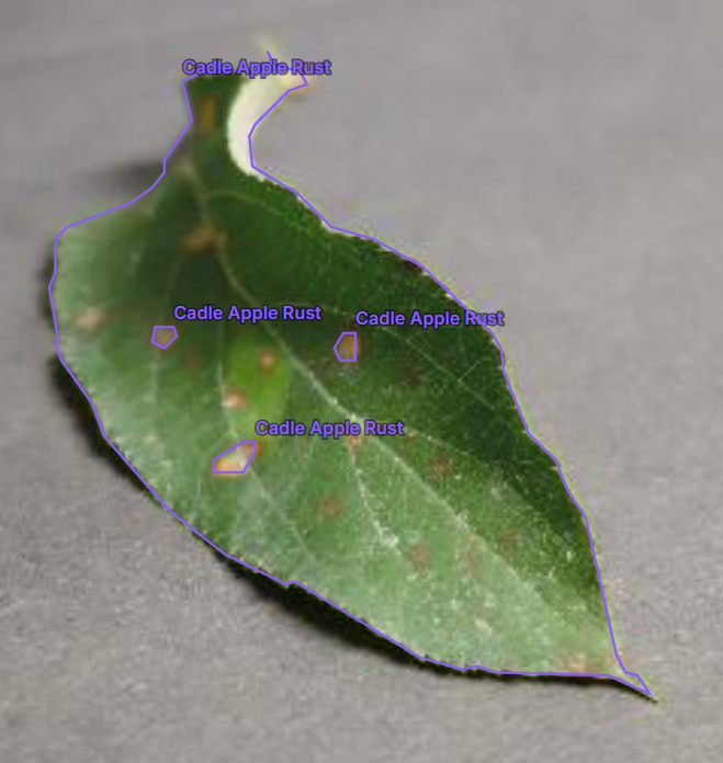 Fine-grained plant & foliage segmentation